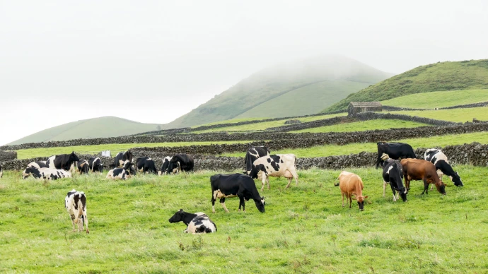 terceira acores groupe