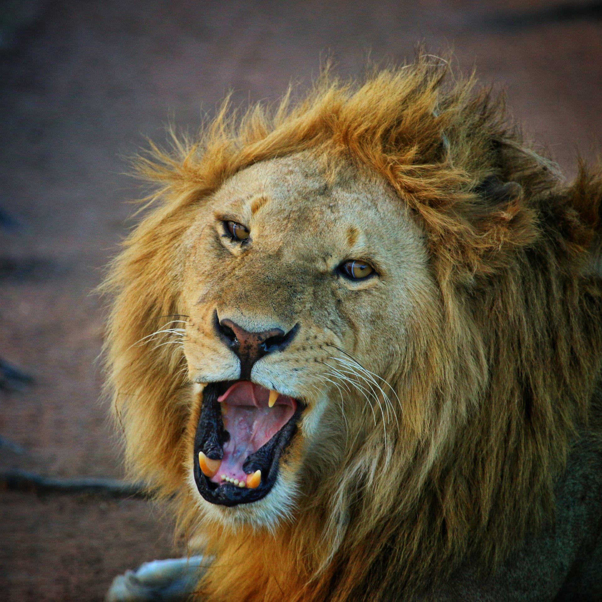 lion afrique